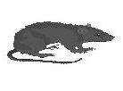 rat