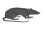 rat